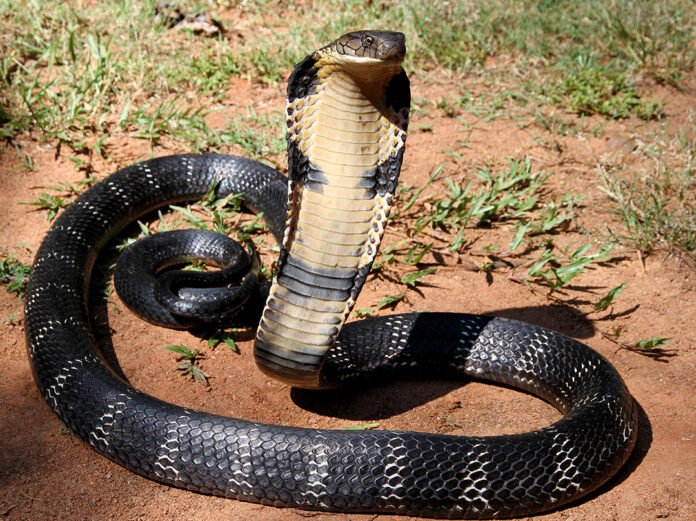 Cheap and effective medicine for snake bite found