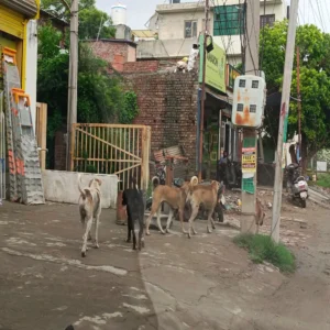 Street Dogs 