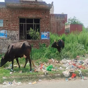 Stray cows