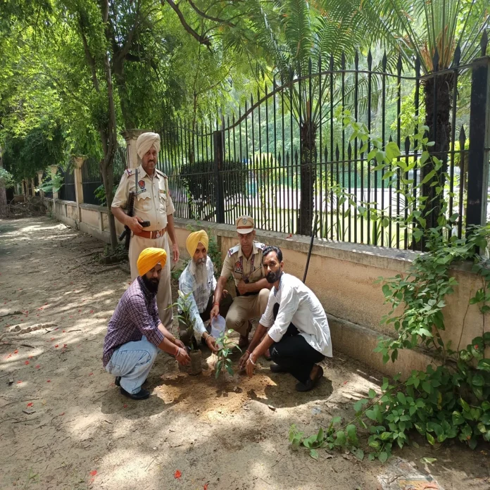 planted saplings