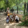planted saplings