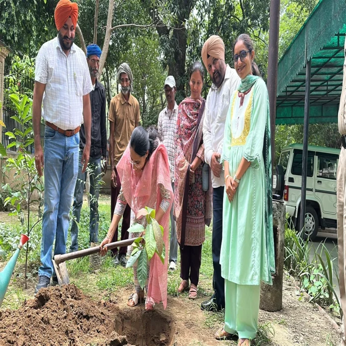 saplings planted