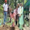 saplings planted