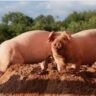 African swine fever