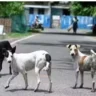 Street Dogs
