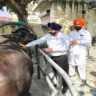 Vaccination campaign