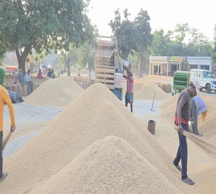 paddy procurement