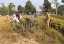 ਸੰਗਰੂਰ ਦੇ ਡੀ. ਸੀ. ਤੇ ਐੱਸ. ਐੱਸ. ਪੀ. ਅੱਗ ਬੁਝਾਉਣ ਲਈ ਖੇਤਾਂ ਵਿਚ ਖੁਦ ਪਹੁੰਚੇ Sangrur DC and SSP