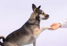 ਡਾਗ ਦੀ ਮੌਤ ਹੋ ਜਾਣ ਤੇ ਮਚਿਆ ਹੰਗਾਮਾ ਡਾਗ ਟ੍ਰੇਨਿੰਗ ਸਕੂਲ