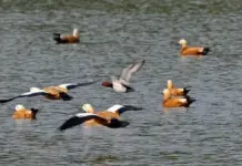 ਸੁਖਨਾ ਝੀਲ `ਤੇ ਪ੍ਰਵਾਸੀ ਪੰਛੀਆਂ ਦੀ ਆਮਦ ਘਟੀ Sukhna Lake