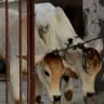 Pnjab Prohibitoin of Cow Slaughter Act
