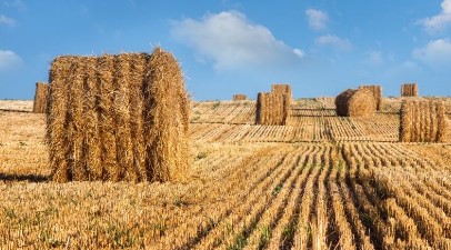 Rice Straw Rice Straw