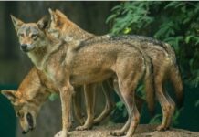 ਬਹਿਰਾਈਚ `ਚ ਮਾਂ ਨਾਲ ਸੁੱਤੀ ਪਈ ਬੱਚੀ ਨੂੰ ਚੁੱਕ ਕੇ ਲੈ ਗਿਆ ਬਘਿਆੜ Wolf snatches baby girl