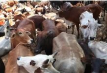 ਗਊ ਮਾਸ ਦੀ ਸਪਲਾਈ ਨੂੰ ਲੈ ਕੇ ਹੋਇਆ ਜਬਰਦਸਤ ਹੰਗਾਮਾ beef supply