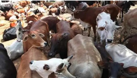 Cows Beef beef supply