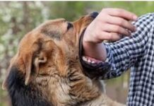 ਰੈਬਿਜ ਨਾਲ ਪੀੜ੍ਹਤ ਕੁੱਤੇ ਨੇ 15 ਜਣਿਆਂ ਨੂੰ ਵੱਢਿਆ dog-bites