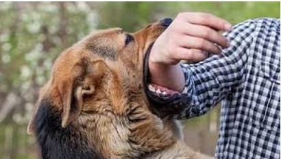 Dog Bites dog-bites