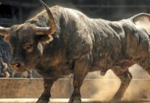 ਲੱਕੜਾਂ ਇਕੱਠੀਆਂ ਕਰਨ ਗਈ ਬਜ਼ੁਰਗ ਔਰਤ ਨੂੰ ਸਾਨ੍ਹ ਨੇ ਪਟਕਾਅ ਕੇ ਮਾਰਿਆ bull