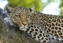 ਮਹਾਰਾਜਗੰਜ ਨੇੜੇ ਤੇਂਦੁਏ ਨੇ ਇਕ ਕੁੜੀ ਨੂੰ ਮਾਰ ਦਿੱਤਾ Lepaard