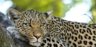 ਮਹਾਰਾਜਗੰਜ ਨੇੜੇ ਤੇਂਦੁਏ ਨੇ ਇਕ ਕੁੜੀ ਨੂੰ ਮਾਰ ਦਿੱਤਾ Lepaard