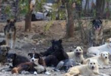 ਸਰਪੰਚ ਤੇ ਗ੍ਰਾਮ ਪੰਚਾਇਤ ਸਕੱਤਰ ਵਿਰੁੱਧ ਕਰੂਰਤਾ ਐਕਟ ਸਬੰਧੀ ਕੇਸ ਦਰਜ Stray Dogs