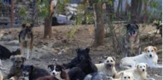 ਸਰਪੰਚ ਤੇ ਗ੍ਰਾਮ ਪੰਚਾਇਤ ਸਕੱਤਰ ਵਿਰੁੱਧ ਕਰੂਰਤਾ ਐਕਟ ਸਬੰਧੀ ਕੇਸ ਦਰਜ Stray Dogs