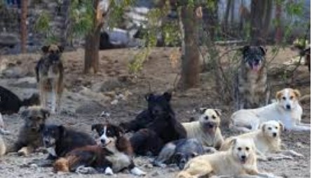 Stray Dogs Stray Dogs