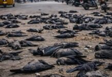 ਚੇਨਈ ਵਿਚ ਕਾਵਾਂ ਦੀ ਮੌਤ ਤੋ਼ ਬਾਅਦ ਹੋਈ ਬਰਡ ਫਲੂ ਦੀ ਪੁਸ਼ਟੀ Bird flu