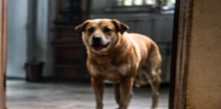 ਆਵਾਰਾ ਕੁੱਤੇ ਦੇ ਜਾਨਲੇਵਾ ਹਮਲੇ ਵਿੱਚ 84 ਸਾਲਾ ਔਰਤ ਦੀ ਮੌਤ Death