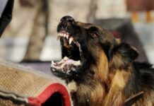 ਮਹਿਲਾ ਬੀ. ਐਲ. ਓ. ਨੂੰ ਕੁੱਤੇ ਵਲੋਂ ਵੱਢਣ ਕਾਰਨ ਹਸਪਤਾਲ ਦਾਖਲ Dog