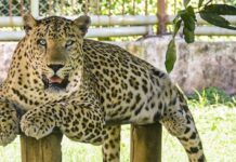 ਬਿਜਨੌਰ ਨੇੜੇ ਤੇਂਦੂਏ ਦੇ ਹਮਲੇ ਨਾਲ ਔਰਤ ਦੀ ਹੋਈ ਮੌਤ Leopard