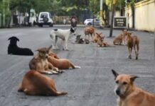 ਅਵਾਰਾ ਕੁੱਤਿਆਂ ਨੇ 10 ਸਾਲਾ ਬੱਚੇ ਨੂੰ ਹਮਲਾ ਕਰਕੇ ਕੀਤਾ ਜ਼ਖਮੀ Stray dogs