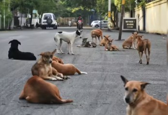 Stray Dogs Stray dogs