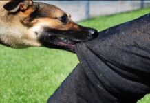 ਅਵਾਰਾ ਕੁੱਤੇ ਨੇ ਗਲੀ ਵਿਚ ਖੇਡ ਰਹੇ ਬੱਚੇ ਨੂੰ ਬੁਰੀ ਤਰ੍ਹਾਂ ਨੋਚ ਕੇ ਕੀਤਾ ਜਖਮੀ Stray Dogs