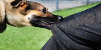 ਅਵਾਰਾ ਕੁੱਤੇ ਨੇ ਗਲੀ ਵਿਚ ਖੇਡ ਰਹੇ ਬੱਚੇ ਨੂੰ ਬੁਰੀ ਤਰ੍ਹਾਂ ਨੋਚ ਕੇ ਕੀਤਾ ਜਖਮੀ Stray Dogs