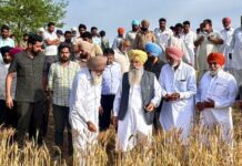 ਫਸਲਾਂ ਦੇ ਨੁਕਸਾਨ ਦੇ ਮੁਲਾਂਕਣ ਲਈ 500 ਤੋਂ ਵਧ ਕਰਮਚਾਰੀ ਤਾਇਨਾਤ : ਖੁੱਡੀਆਂ Gurmeet