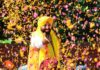 ‘ਆਪ’ ਸਰਕਾਰ ਵਿਚ ਸਿੰਚਾਈ ਸਹੂਲਤਾਂ ਮਿਲਣਾ ਬਾਦਸਤੂਰ ਹੈ ਜਾਰੀ : ਮੁੱਖ ਮੰਤਰੀ chief-minister