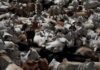 ਗਊ ਰੱਖਿਅਕਾਂ ਨੇ ਪਕੜਿਆ ਕੁਇੰਟਲਾਂ ਵਿਚ ਗਊ ਮਾਸ Cows