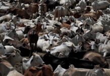 ਗਊ ਰੱਖਿਅਕਾਂ ਨੇ ਪਕੜਿਆ ਕੁਇੰਟਲਾਂ ਵਿਚ ਗਊ ਮਾਸ Cows