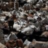 Cows