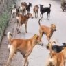 Street Dogs