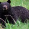 bear
