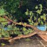Falling tree