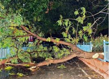 Falling tree Falling tree