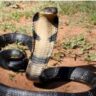 King cobra