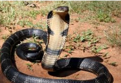 King Cobra King cobra