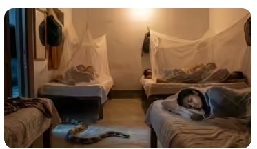 Hostel Snake hostel Snake