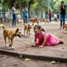Stray dogs