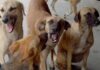 ਆਵਾਰਾ ਕੁੱਤਿਆਂ ਦੇ ਹਮਲੇ `ਚ ਬਜ਼ੁਰਗ ਦੀ ਮੌਤ Stray Dogs