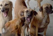 ਆਵਾਰਾ ਕੁੱਤਿਆਂ ਦੇ ਹਮਲੇ `ਚ ਬਜ਼ੁਰਗ ਦੀ ਮੌਤ Stray Dogs